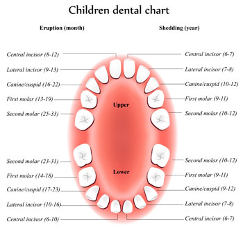 Tooth Eruption Chart - Pediatric Dentist in Springfield, MO